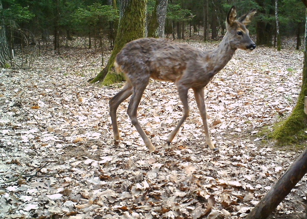 Schmalreh C:jagdblog.me