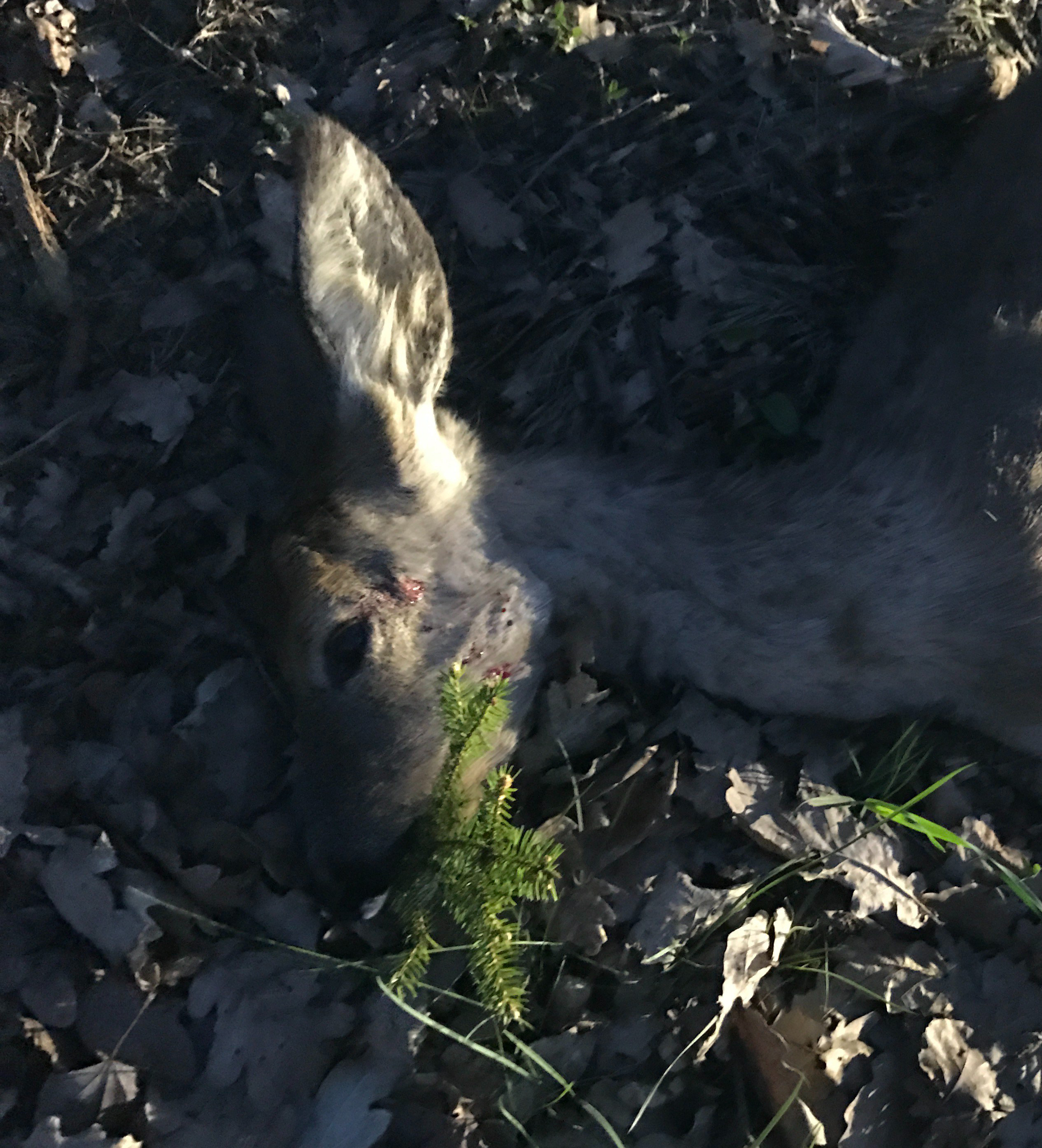 Schmalreh c: jagdblog.me